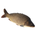 Frozen Gutted Carp kg (~1.8kg)