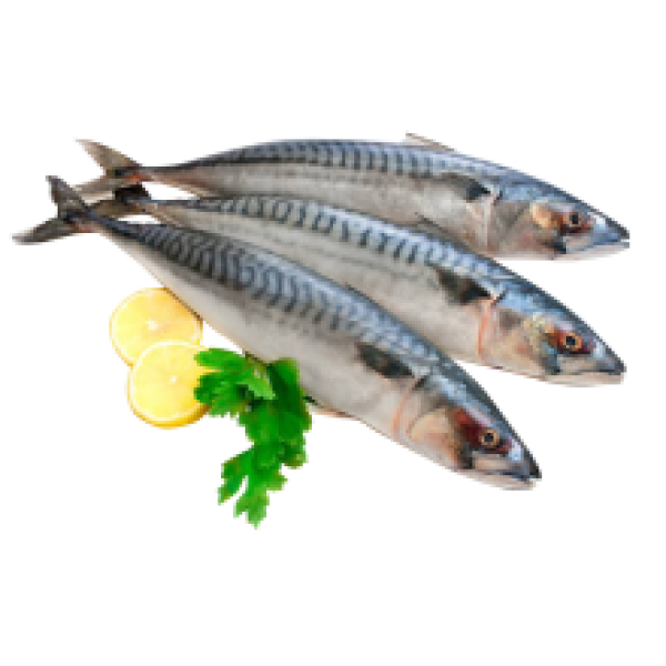 Negro - Frozen Mackerel / Macrou 300-500g/piece (~1.3kg)